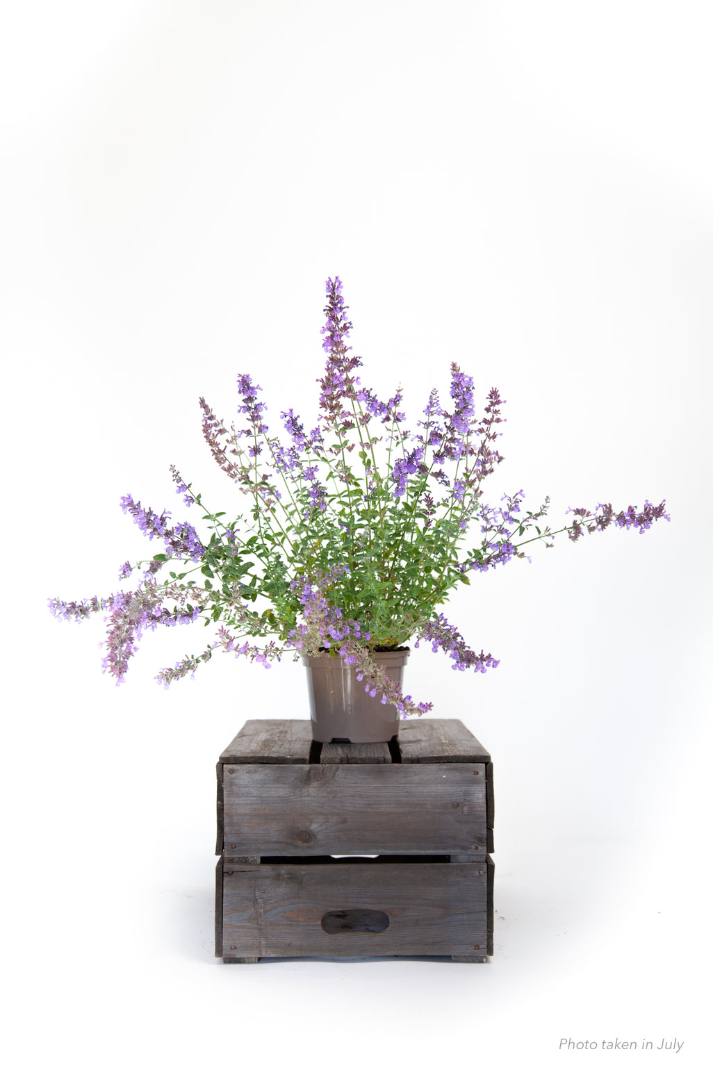 products/IMG_4080.jpg